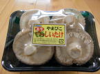 チューリップの写真